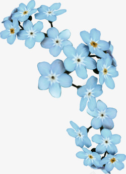 漂亮花枝蓝色花朵高清图片