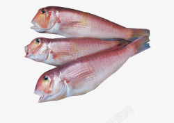 红斑鱼三条红斑鱼高清图片
