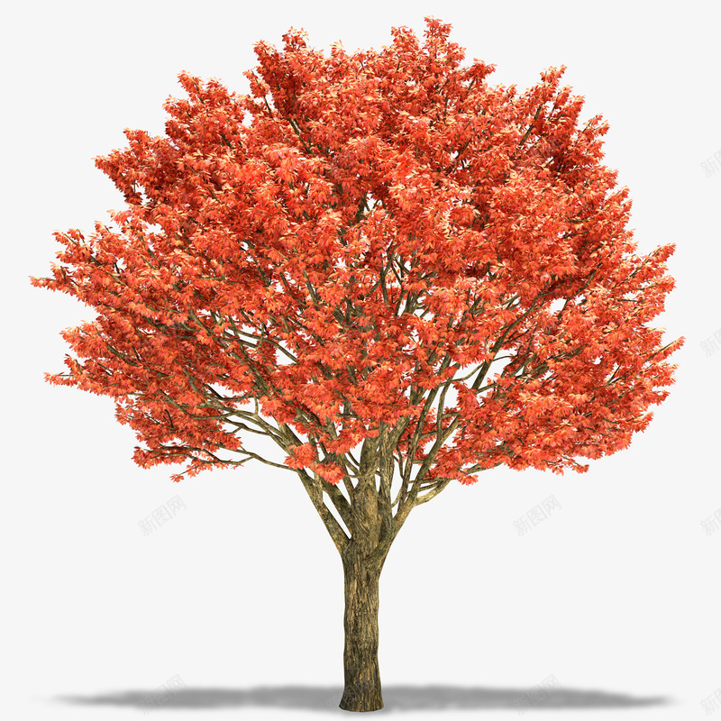 大树上的红色树叶png免抠素材_新图网 https://ixintu.com 免抠图 大树 效果图 树叶 植物 红树叶 装饰图 装饰画