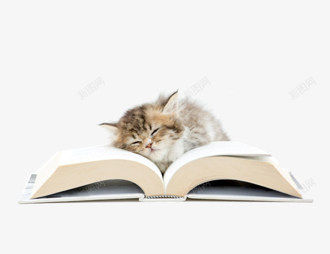 书本上睡觉的猫咪png免抠素材_新图网 https://ixintu.com 书本 打开 猫咪 睡觉