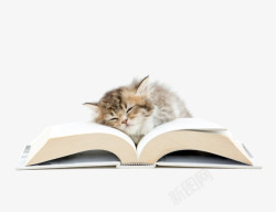 打开着的书本书本上睡觉的猫咪高清图片