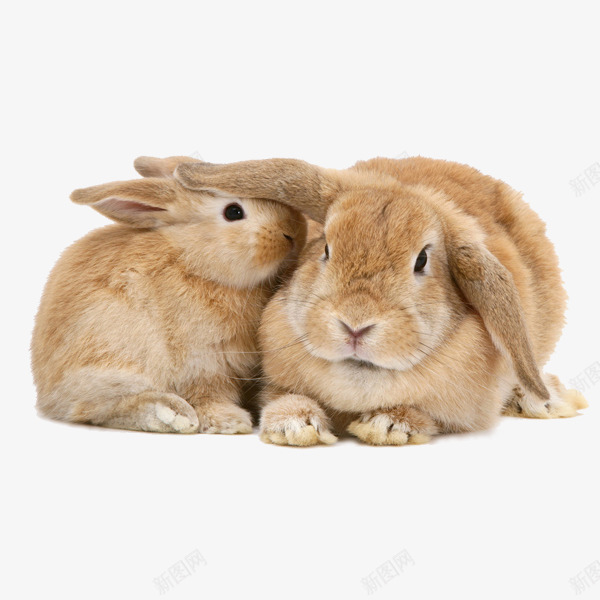可爱呆萌兔png免抠素材_新图网 https://ixintu.com 兔子 兔宝宝 动物 可爱 图像 图片素材 素材免抠 胡萝卜 装饰 野生动物