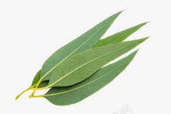 耶子树叶桉树叶元素高清图片