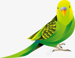 美丽的鹦鹉绿色羽毛卡通风格鹦鹉高清图片