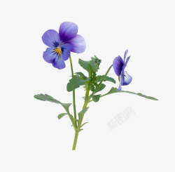 花朵特写图片紫罗兰特写高清图片