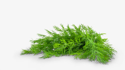 松柏素材绿色小清新树叶装饰高清图片