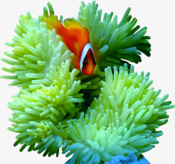 海底小鱼海底珊瑚小鱼高清图片