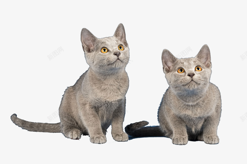 盯着上方的双胞胎猫咪png免抠素材_新图网 https://ixintu.com 创意 卡通 双胞胎 商务 手绘 灰色 猫咪 简约
