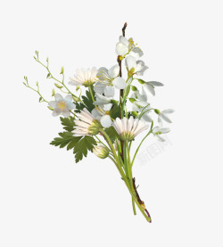 白色小菊花花束素材