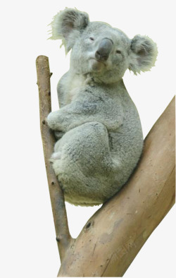 树袋熊矢量图澳洲考拉高清图片