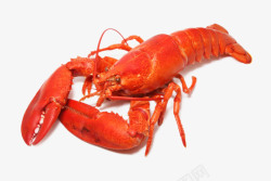 澳洲鲜活龙虾美味的大龙虾高清图片