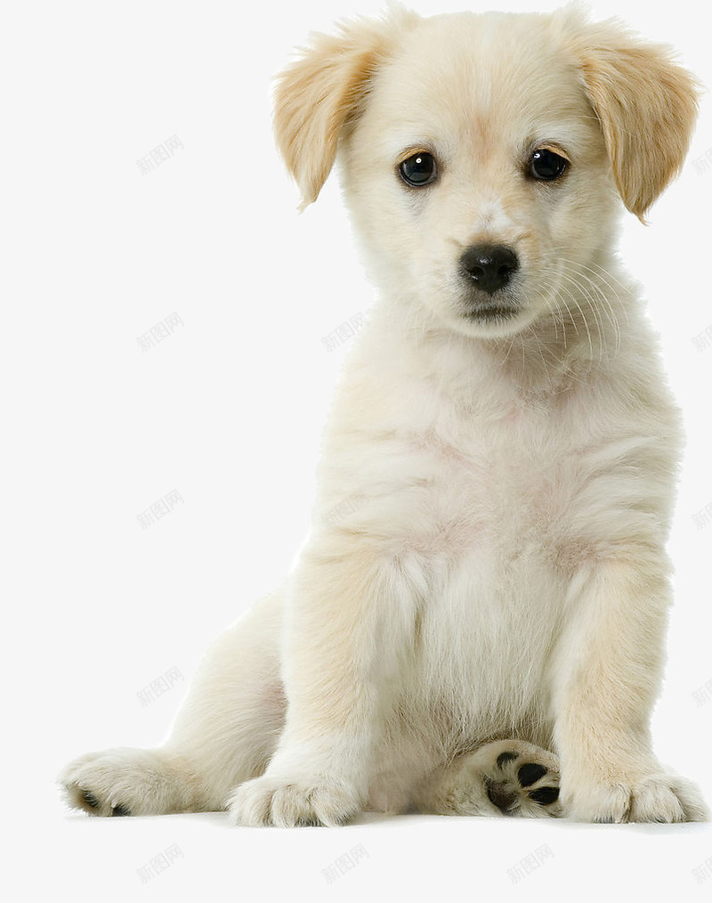 可爱的小奶狗png免抠素材_新图网 https://ixintu.com 可爱 小奶狗 的 蹲着的狗