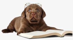 看书的小狗素材