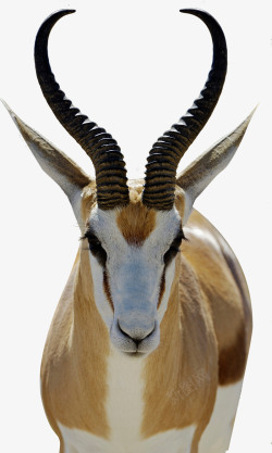 珍稀保护动物野生藏羚羊高清图片