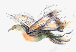 彩绘美丽的鸟插画素材
