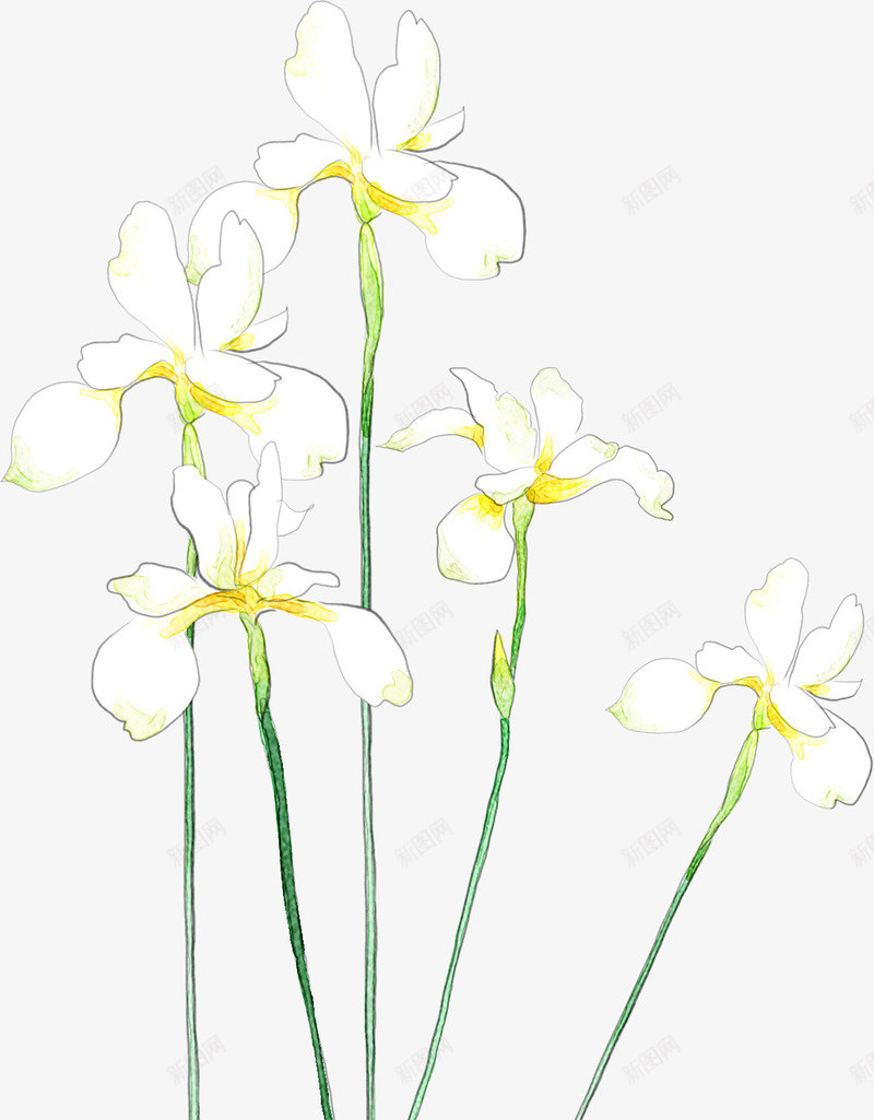 黄白色手绘春季花朵png免抠素材_新图网 https://ixintu.com 春季 花朵 黄白色
