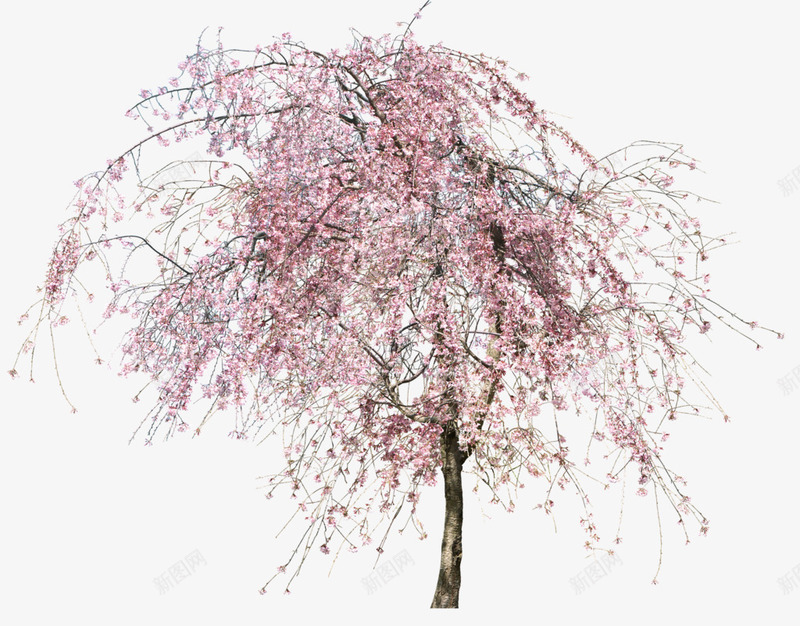 樱花树装饰png免抠素材_新图网 https://ixintu.com 图片 樱花树 装饰
