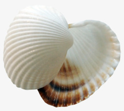 shell素材
