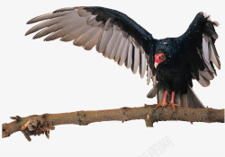 秃鹫展翅欲飞的秃鹫高清图片
