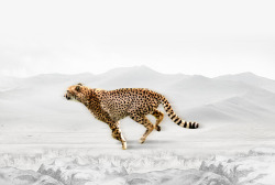 创意豹子豹子高清图片