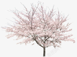 立面桃花桃树素材
