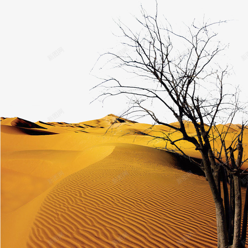 沙漠孤零枯树png免抠素材_新图网 https://ixintu.com 孤零 沙漠枯树 生命 顽固 顽强
