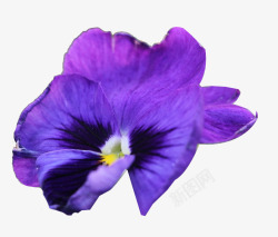 紫色蝴蝶花素材