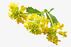 绿色春季黄色油菜花开油菜花特写高清图片