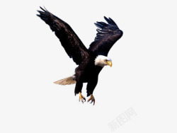 腾空腾空展翅的老鹰高清图片