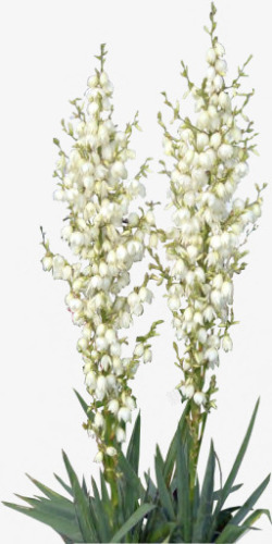 白色花朵植物花草素材