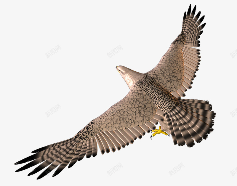 3D飞行的鹰png免抠素材_新图网 https://ixintu.com 3D 大展鸿图 展开翅膀的雄鹰 老鹰 飞行的鸟