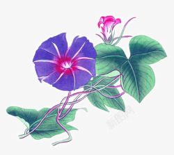 手绘牵牛花素材