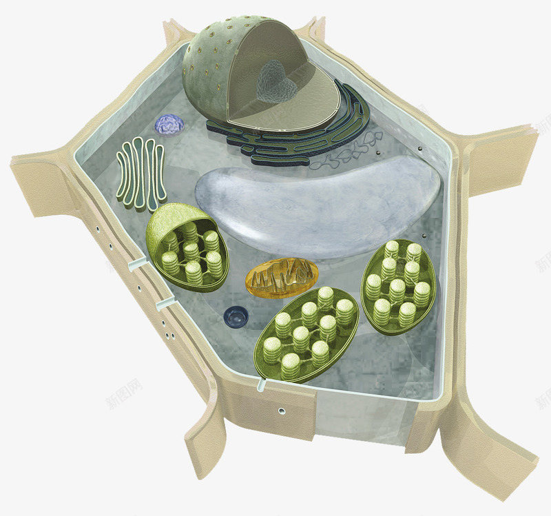 彩色细胞核结构png免抠素材_新图网 https://ixintu.com 3D细胞模型 动物细胞 核糖核酸 植物细胞 模型结构 横断面 细胞核 细胞膜 细胞质