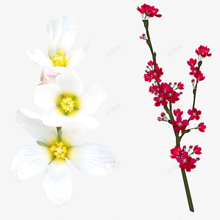 红色白色梨花花朵png免抠素材_新图网 https://ixintu.com 梨花 白色 红色 花朵