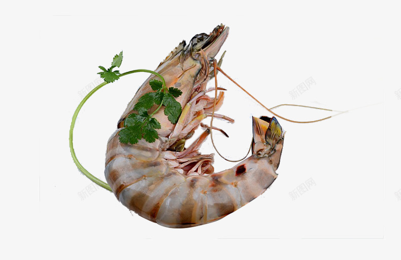 一只斑节虾png免抠素材_新图网 https://ixintu.com 产品实物 大虾 斑节虾 海虾 海鲜