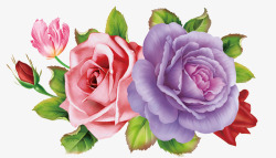 紫玫瑰花朵手绘玫瑰高清图片