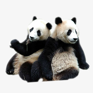 熊猫png免抠素材_新图网 https://ixintu.com 动物 国宝 熊猫