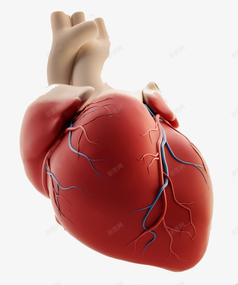 心脏器官png免抠素材_新图网 https://ixintu.com 3d剪影 3d模型 医学研究 医疗 心脏 心脏图案 心脏抽象示意图 模型