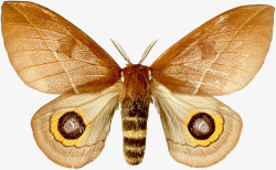 蝶类素材黄色大斑点飞蛾高清图片