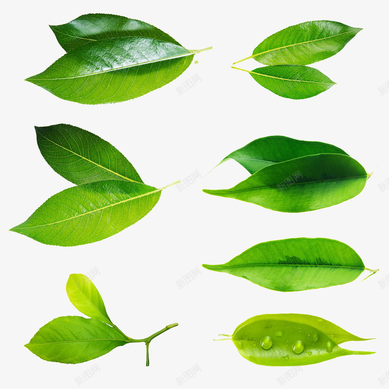 树叶绿色清晰树叶叶子png免抠素材_新图网 https://ixintu.com 叶子 树叶 清晰 绿色