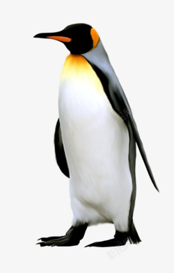 南极雪和企鹅手绘帝企鹅高清图片