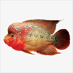 湄公鱼福寿鱼高清图片