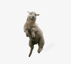 宠物直通车跳起来的羊高清图片