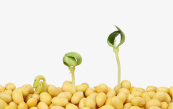 菜牙大豆和小菜苗高清图片