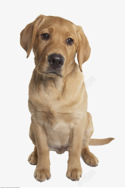 狗坐黄色拉布拉多犬摄影高清图片