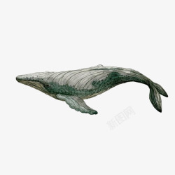海洋物种手绘一只座头鲸插图高清图片
