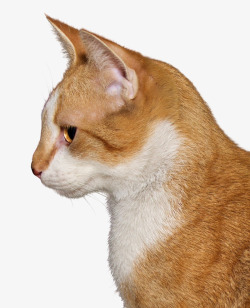 猫猫头像猫咪的侧面高清图片