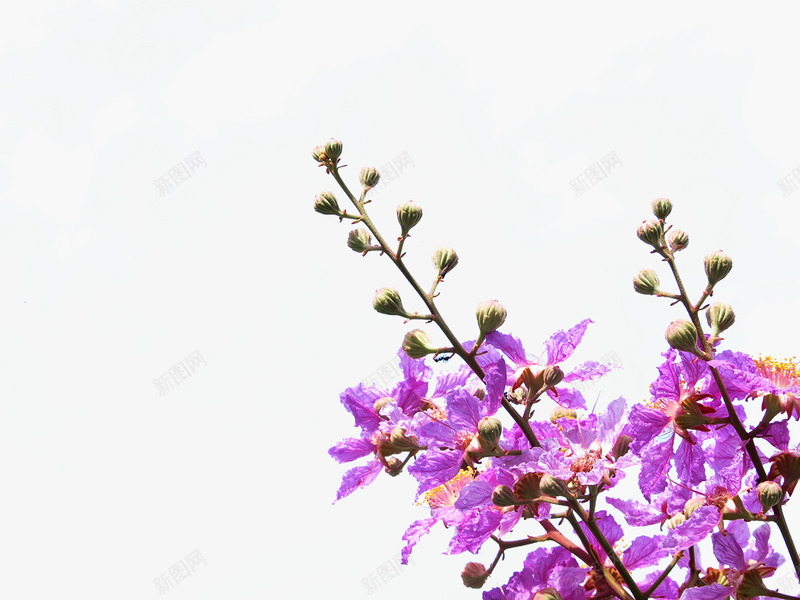 紫色鲜艳的紫薇花png免抠素材_新图网 https://ixintu.com PNG格式 紫色 紫色花瓣 紫薇 紫薇花 花苞