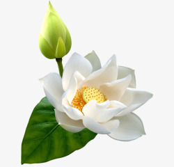 图安白色莲花高清图片
