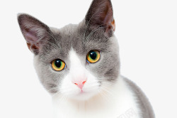 猫家灰色萌猫高清图片